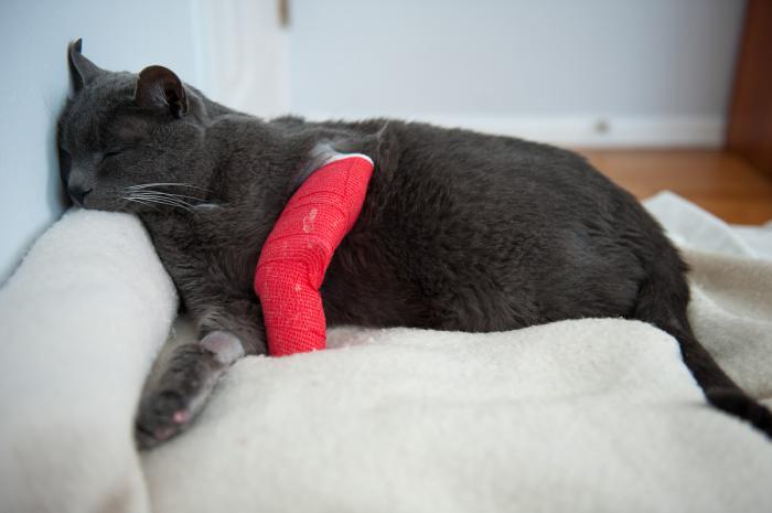 Otto Recovering from surgery Otto Recovering from surgery
